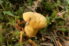 Cantharellus roseocanus