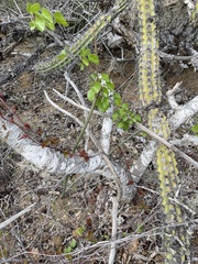 Euphorbia lomelii