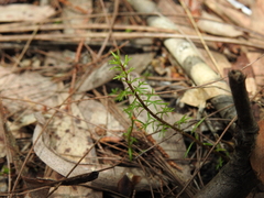 Myriophyllum gracile