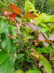 Vaccinium smallii