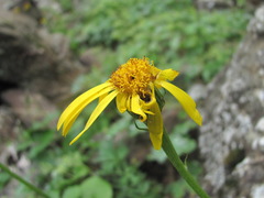 Dolichorrhiza caucasica
