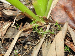 Myriophyllum gracile