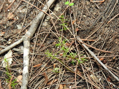 Myriophyllum gracile