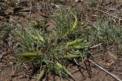 Asclepias brevipes