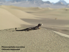 Phrynocephalus maculatus maculatus