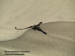 Phrynocephalus maculatus maculatus