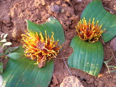 Daubenya marginata