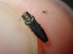 Agrilus olivicolor