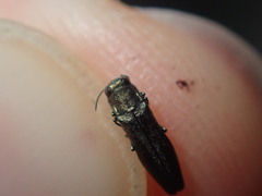 Agrilus olivicolor