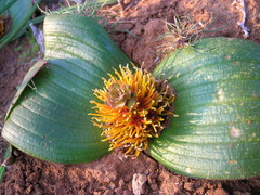 Daubenya marginata