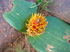 Daubenya marginata