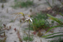 Caladenia longicauda borealis
