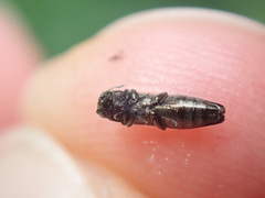 Agrilus olivicolor