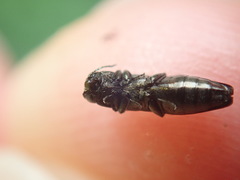 Agrilus olivicolor