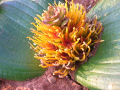 Daubenya marginata