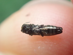 Agrilus olivicolor