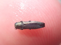 Agrilus olivicolor