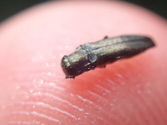 Agrilus olivicolor