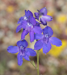 Delphinium glareosum