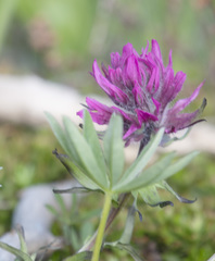 Castilleja parviflora olympica