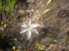 Gladiolus stellatus
