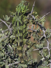 Agama hispida hispida