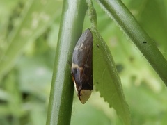 Ptyelinellus praefractus