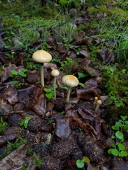 Protostropharia alcis