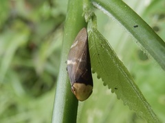 Ptyelinellus praefractus