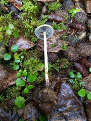 Protostropharia alcis