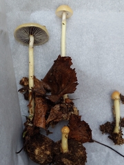 Protostropharia alcis