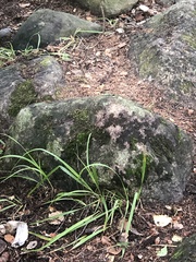 Woodsiaceae