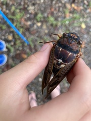 Graptopsaltria nigrofuscata