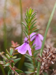 Tetratheca ericifolia