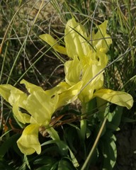 Iris pseudopumila
