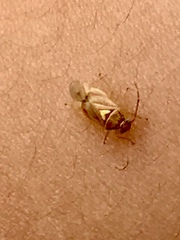 Tropidosteptes