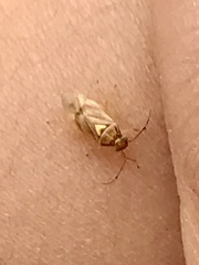 Tropidosteptes