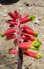 Lachenalia bulbifera