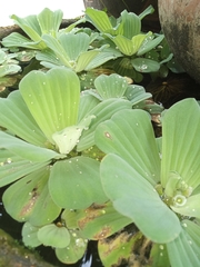 Pistia