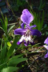 Sparaxis metelerkampiae