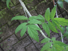 Rubus coreanus