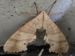 Marumba