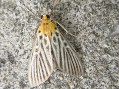 Tyspanodes hypsalis