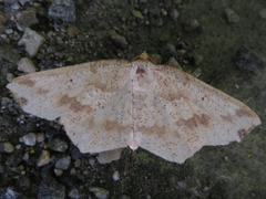 Pareclipsis gracilis