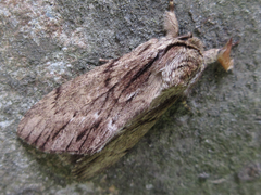 Shaka atrovittatus