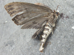 Phalera grotei