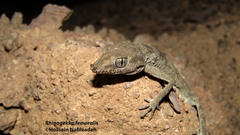 Rhinogekko femoralis