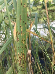 Puccinia magnusiana