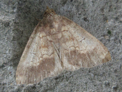 Scedopla diffusa
