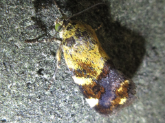 Acontia bicolora